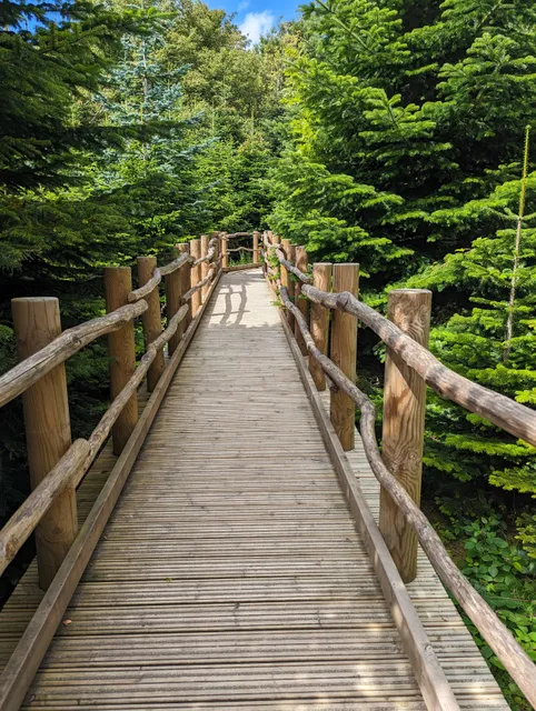 The Plotters’ Forest at Raby Castle, Park and Gardens
