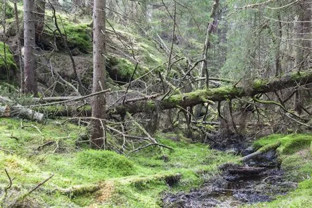 The Fairytale Forest