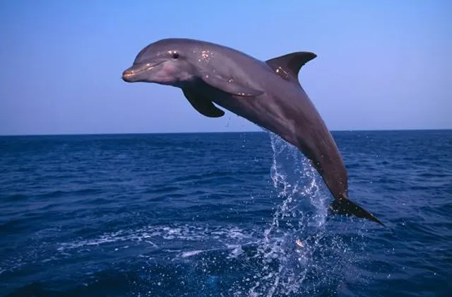 Oman - Muscat Dolphin Watching & Snorkeling