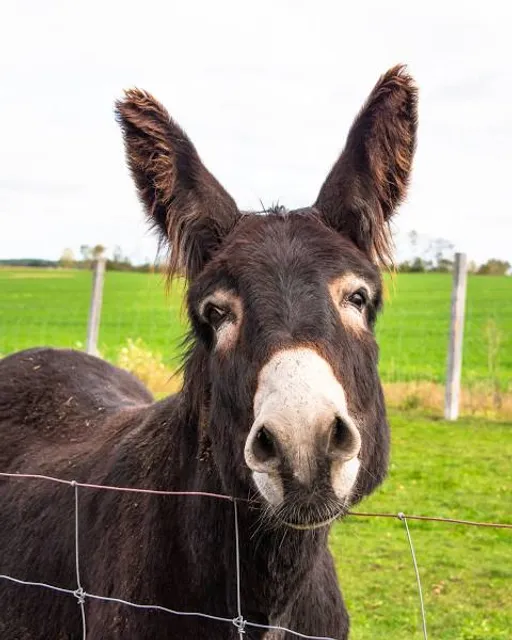 Struisvogelboerderij Monnikenwerve