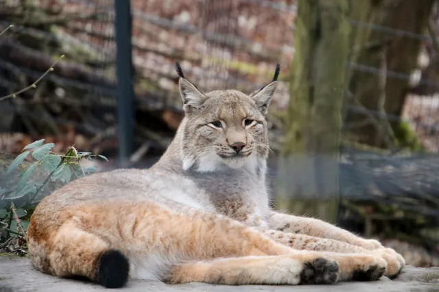 WBL - Wild Park Rheingönheim