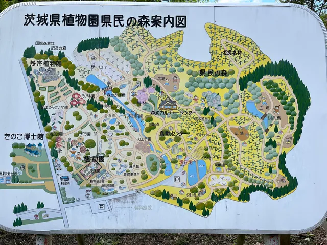 イバラキケンミンノモリ