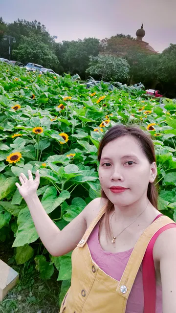 Sunflower Garden - Palazzo Verde