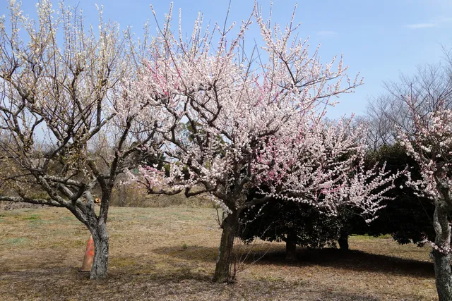 Dai 2 Hitachino Park