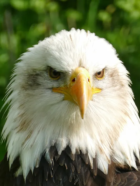 Greifvogelfreunde Bad Nauheim e.V.