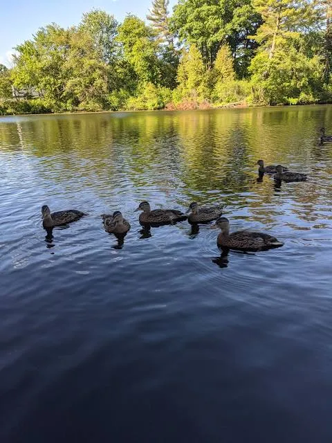 Cochituate State Park
