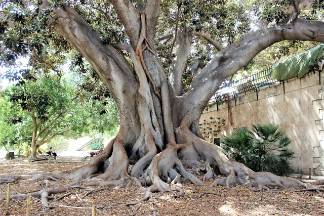 Jardín de La Misericordia