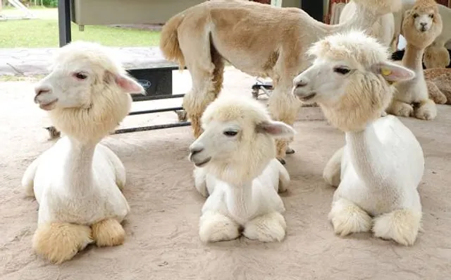 Alpacas hill - Kmetija Novak