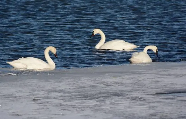 Lake Bastrop North Shore Park