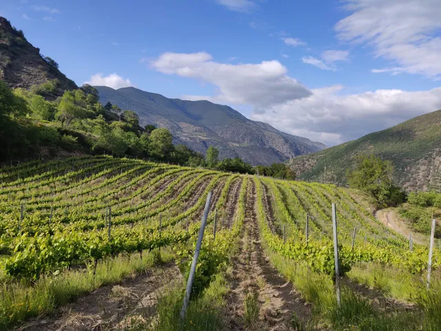 Celler Batlliu de Sort