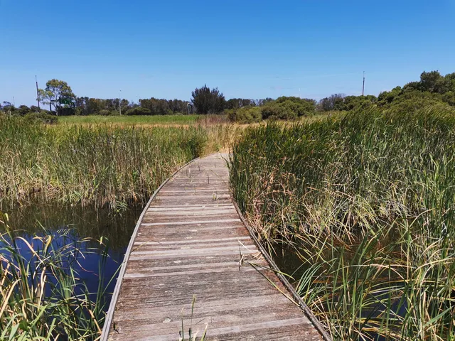 Greenfields Wetlands