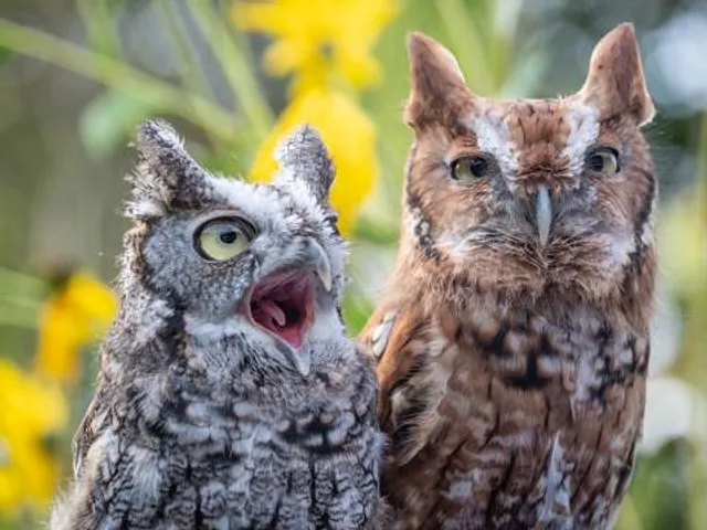 Beaver Brook Association