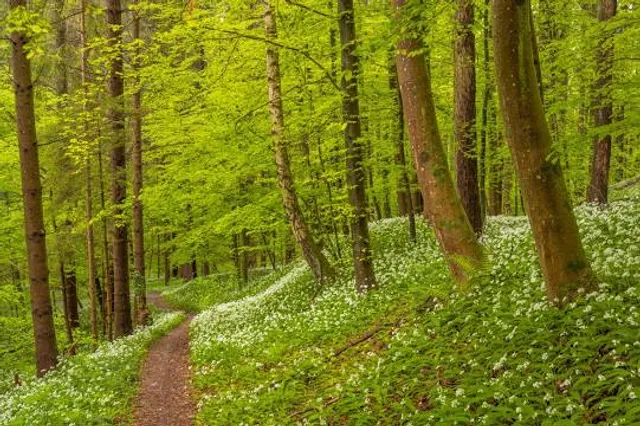 Sihlwald
