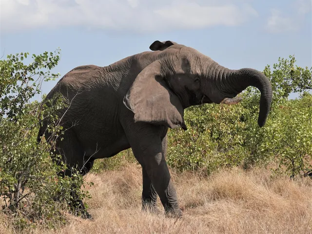 Bushbaby Adventures Tours & Safaris