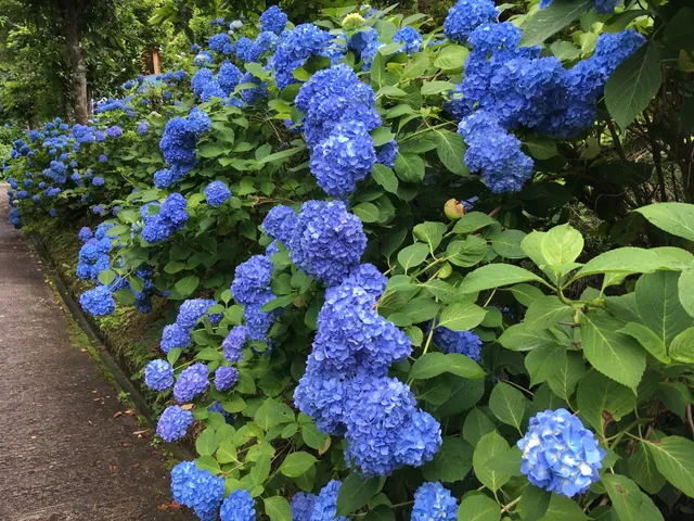 photo-1
