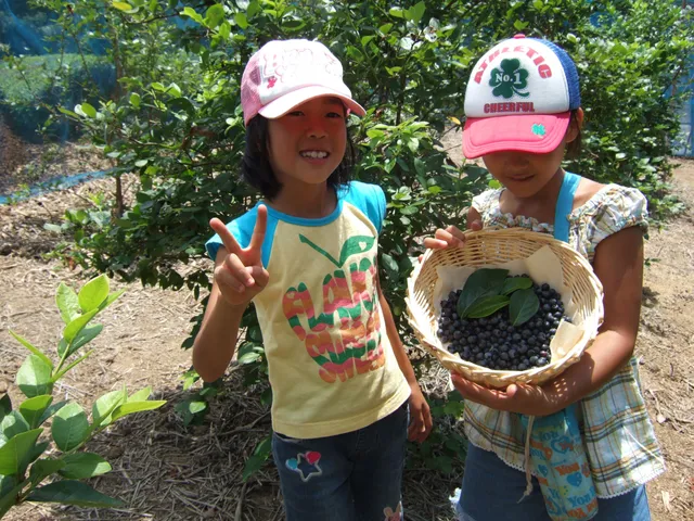 Ueda blueberry farm