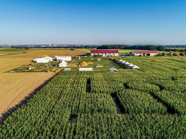 Maislabyrinth Liederbach