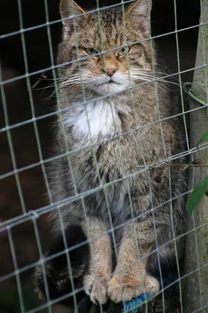 Auchingarrich Wildlife Park