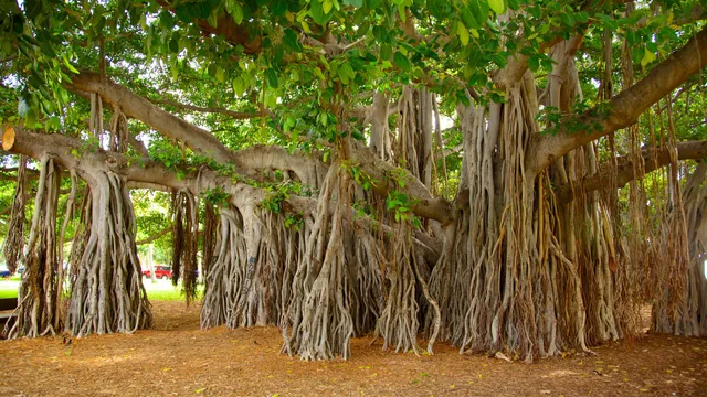Kapiʻolani Regional Park