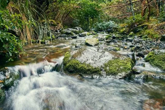 Mount Thomas Forest Conservation Area