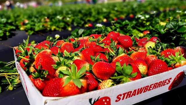 Polkadraai Strawberry Farm