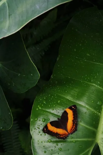 Coffs Harbour Butterfly House