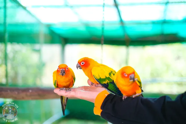 Paradise Park​ Farm