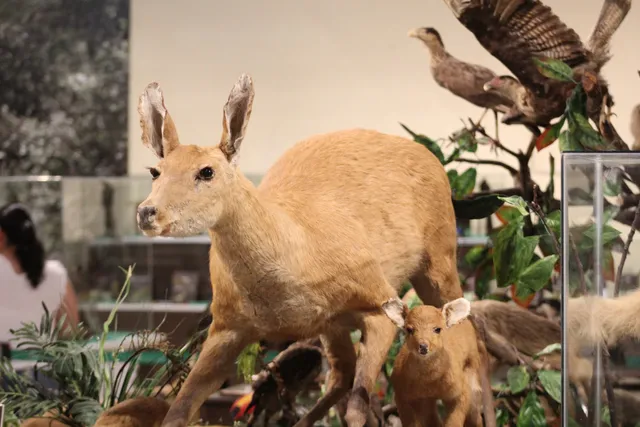 Museo Histórico Ambiental- EBY