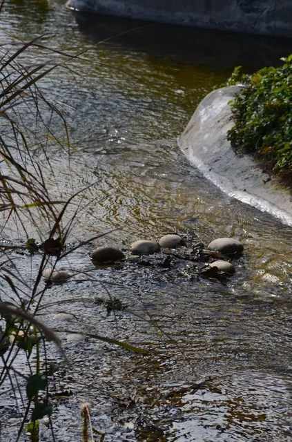 Chandigarh Bird Park
