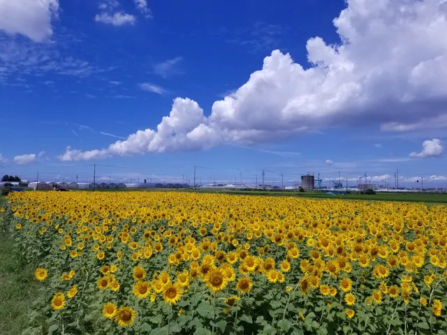 にいみ農園ひまわり畑