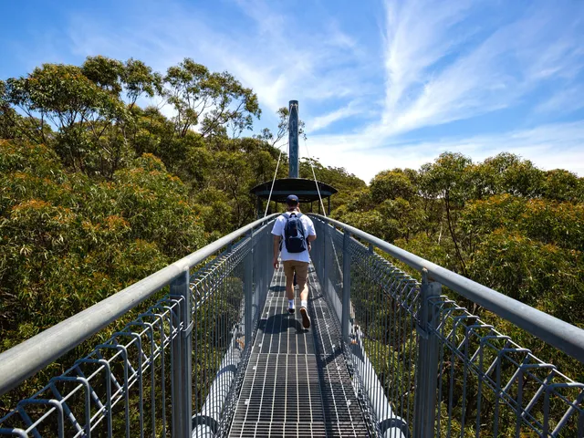 Illawarra Fly Treetop Adventures