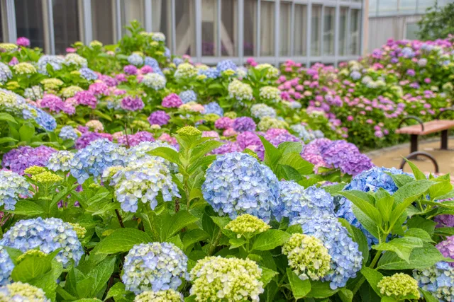 Kasuga Ryokuchi Park