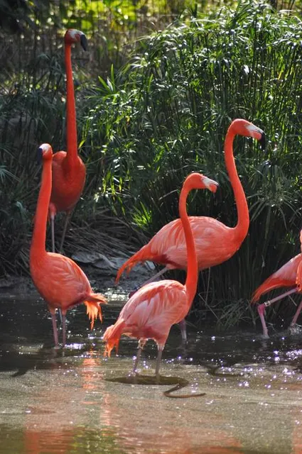 Jacksonville Zoo and Gardens