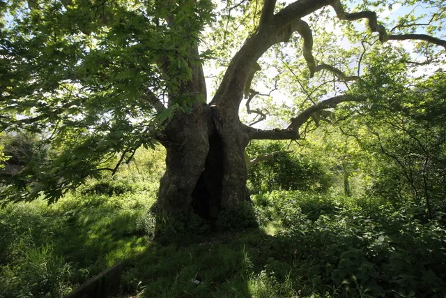 Albero del Piccioni (o Albero Cavo)