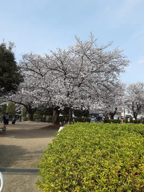 Sakura Park