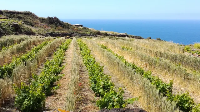 Solidea Azienda Agricola