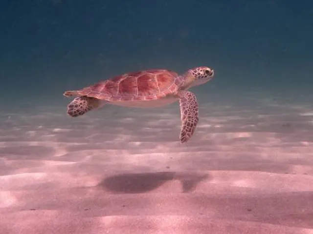 El Gallito ( Gringo Beach )