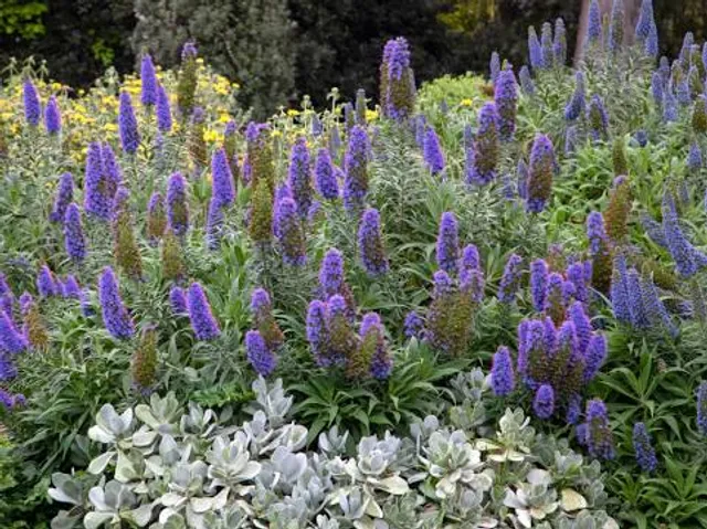 Wilson Botanical Gardens