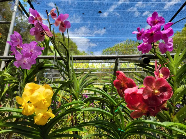 Bai Orchid & Butterfly Farm