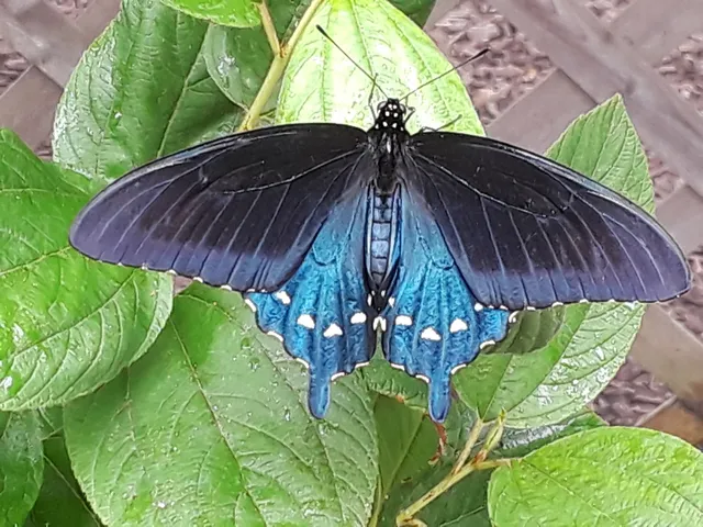 Butterflies of Cape Cod