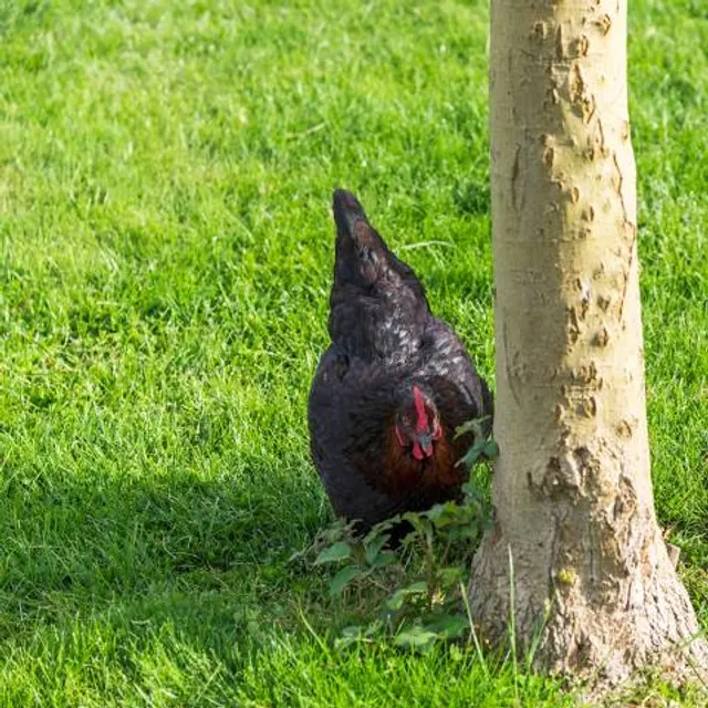 Galgen von Münzenberg