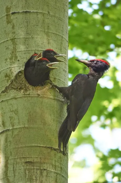Kasteel en domein Groenenberg