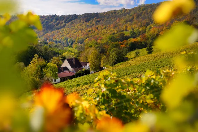 Landesweingut Kloster Pforta