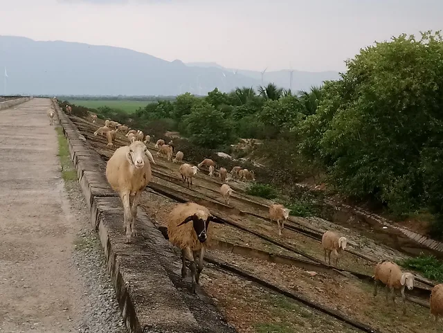 Đồi Cừu An Hòa