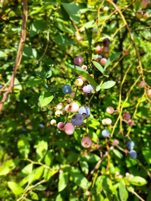Bear Mountain Blueberry Farm