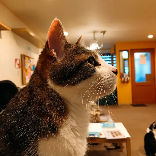 Cat Café Tango