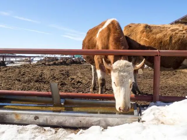 Ekzotik Strausinaya Ferma