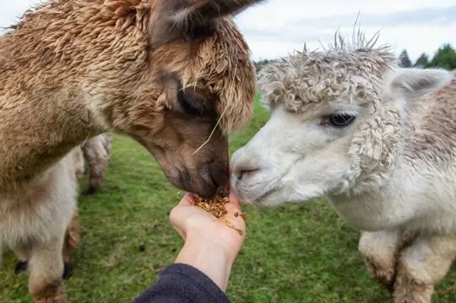 Chew Valley Animal Park