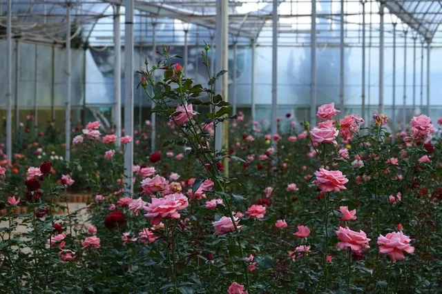 Sejong National Arboretum