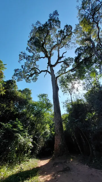 Região Geográfica Imediata de Cianorte